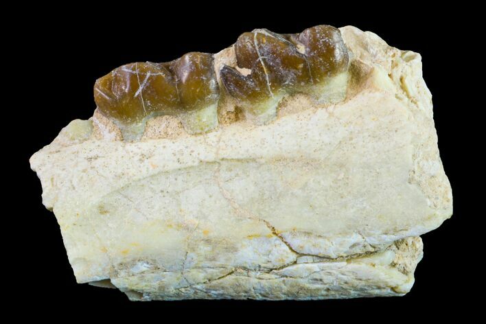 Fossil Horse (Mesohippus) Jaw Section - South Dakota #157471